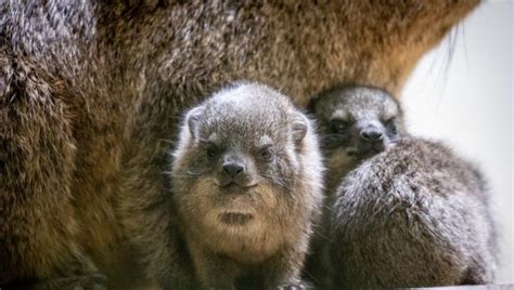 Nace Una Camada De Damán Roquero En Bioparc Valencia único Parque De