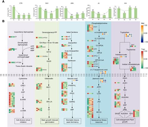 Frontiers Combined Analysis Of The Transcriptome And Metabolome