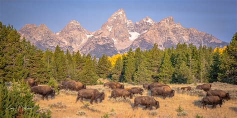 Bison In Grand Teton National Park Wyoming Pano Photograph Print