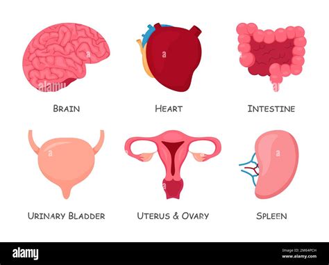 Ensemble D Organes Internes Humains Dessin Anim Isol Vecteur