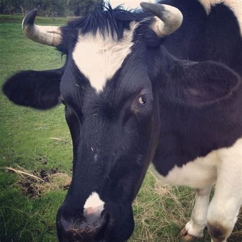 Holstein with horns | Cattle, Holstein, Animals