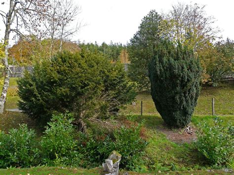 The Irish Yew Taxus Baccata Fastigiata Scotland S Yew Tree Heritage Initiative