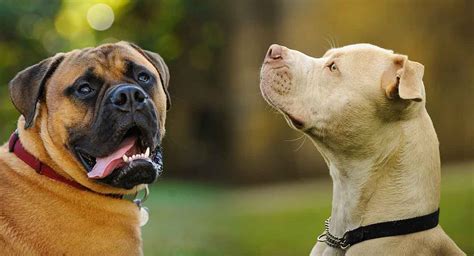 Pitbull Mastiff Mix - This Powerful Mix is Two Tough Dogs In One!