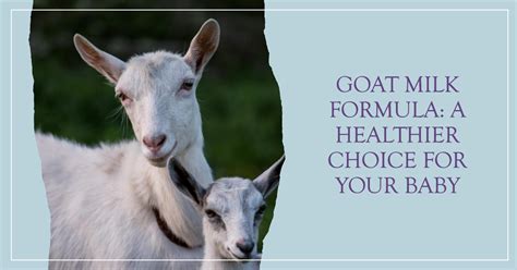 17 Health Benefits Of Drinking Goat Milk Formula For Babies