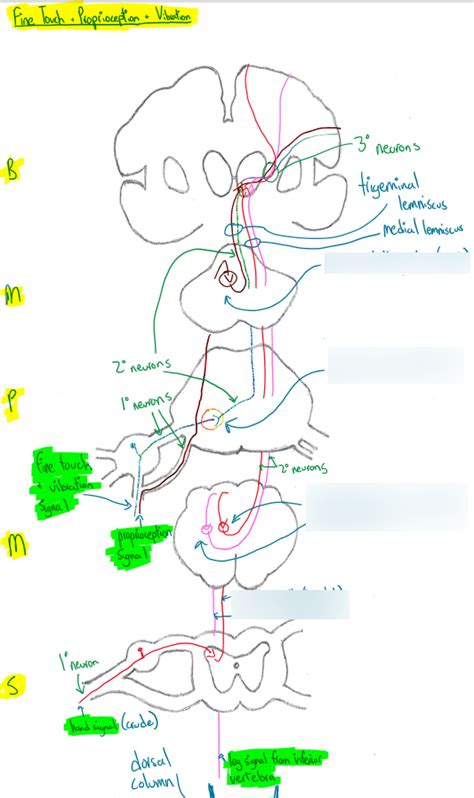 Diagram Of 4402 Dorsal Column Medial Lemniscus Pathway Quizlet