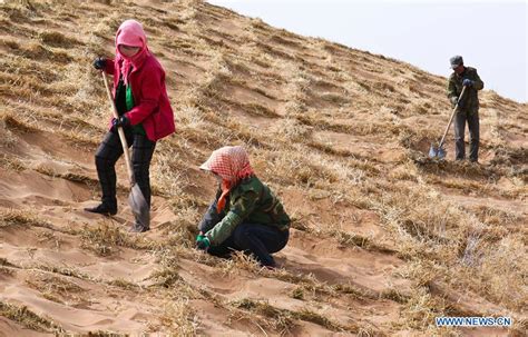 People Fight Against Desertification In Nw China S Gansu China Org Cn