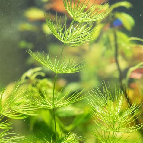 31 Plants for Ponds + Tips on Choosing Aquatic Plants