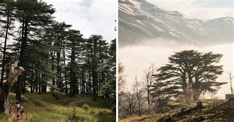 10+ Amazing Facts You Must Know About The Cedars of Lebanon!