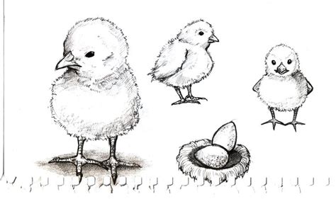 Baby Chicks Cartoon Drawings Of Animals Cartoon Drawings Doodle