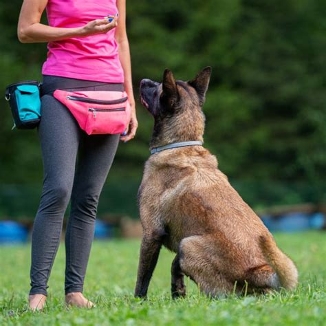 The Top 10 Easiest Dog Breeds To Train