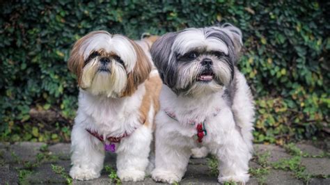 17 Ideias De Nome Para Cachorro Shih Tzu