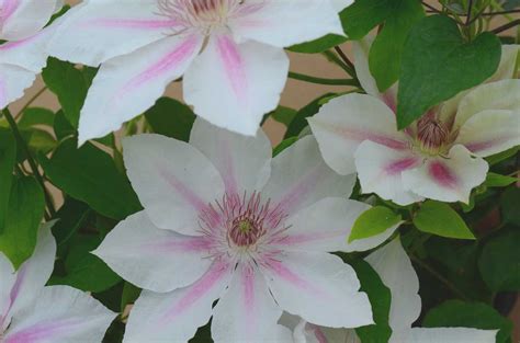 Evison Clematis Waldrebe Boulevard® Corinne Tm Luberade