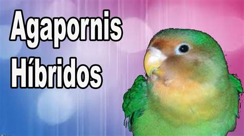 Los Agapornis Hibridos Fertiles Y Esteriles Youtube Hot Sex Picture