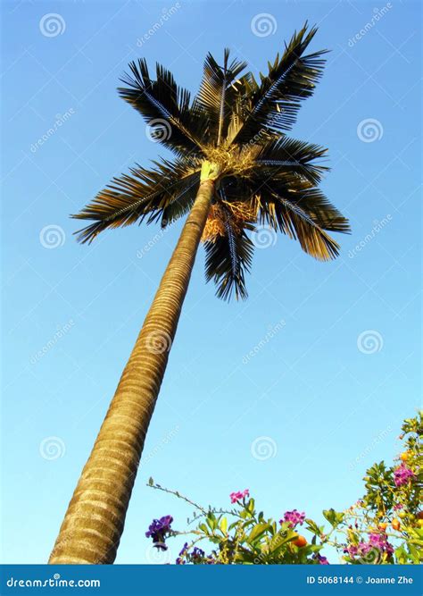 Palm Tree And Flowering Shrubs Stock Images Image 5068144