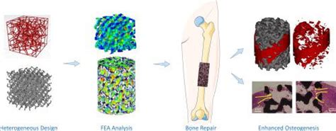 3d打印仿生异质结构ti6al4v骨科植入物改善成骨materials And Design X Mol