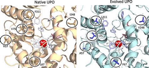 Structural Insights Into The Substrate Promiscuity Of A Laboratory