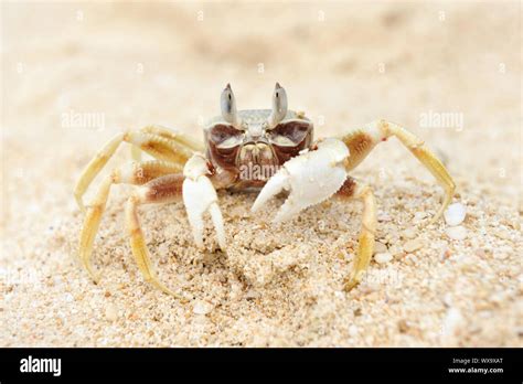 Ghost Crab On A Beach Stock Photo Alamy