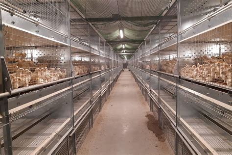 Compact Rearing Aviary Potters Poultry International