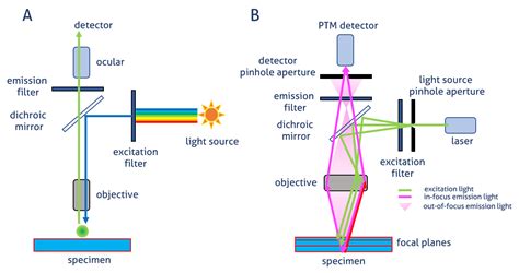 IF Imaging Widefield Versus Confocal Microscopy Proteintech Group