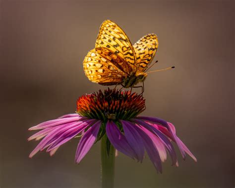 Purple Coneflower For Sale | Great for Pollinators