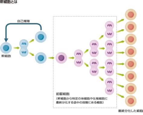 Ips細胞の持つ可能性 〜細胞の分化を「巻き戻す」技術〜｜テクノ雑学｜tdk Techno Magazine