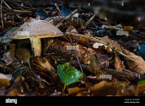 Pluteus Cervinus Also Known As Pluteus Atricapillus And Commonly Known