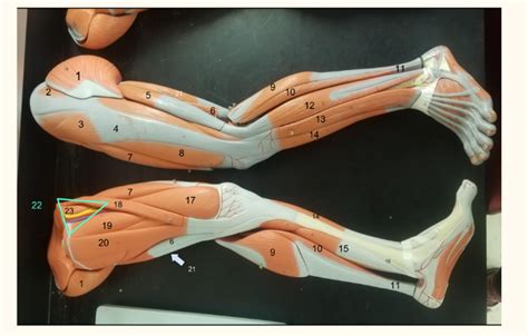 Cat lab human leg Bradley University Diagram | Quizlet