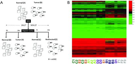 The Experimental System And Global Gene Expression Pattern A The Download Scientific Diagram