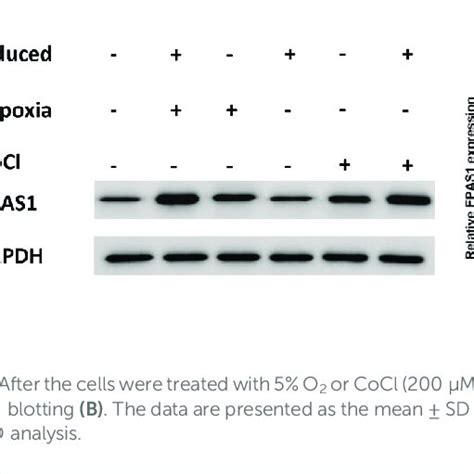 Epas1 Was A Crucial Factor In Hypoxia Induced Erythropoiesis In K562 Download Scientific