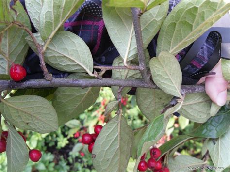 Photo Hollyberry Cotoneaster About