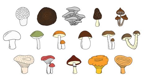 Set Of Hand Drawn Edible Mushrooms 30251366 Vector Art At Vecteezy