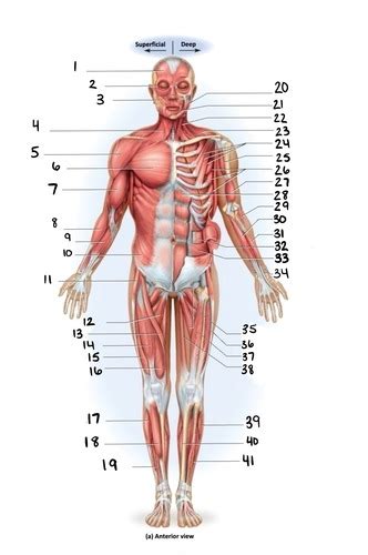 Muscles On Torso Arms Legs Quiz Flashcards Quizlet