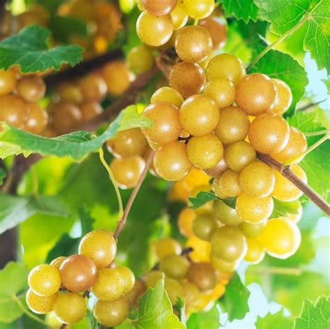 Popular Cultivars North Carolina Muscadine Grape Association Inc