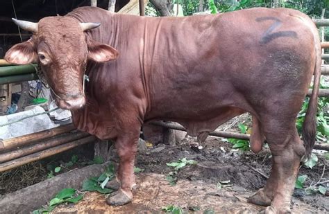 Cerita Saban Di Lebak Ngaku Bangga Sapi Monster Miliknya Dibeli Jokowi