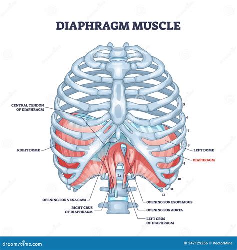 Torn Diaphragm Muscle at Milla Gadsdon blog