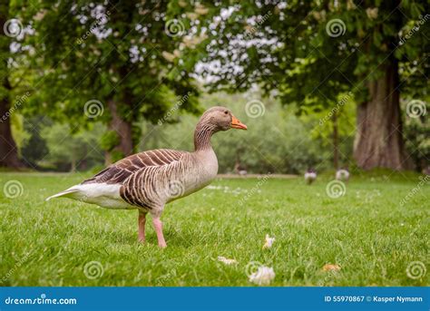 Goose in a green park stock image. Image of closeup, gray - 55970867