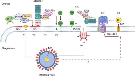 Control Of Infection By Lc Associated Phagocytosis Casm And