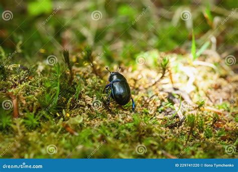 Blue Metallic Earth Boring Dung Beetle In Green Moss Soft Focus Stock