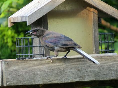 Common Grackle with white tail feathers - FeederWatch