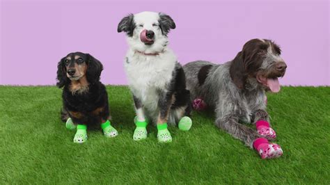 Crocs Announces Shoes For Dogs