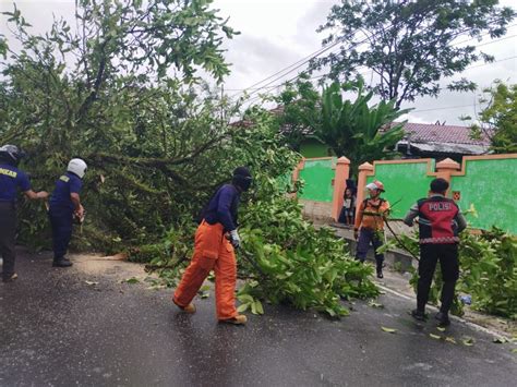 Angin Kencang Picu Pohon Besar Tumbang