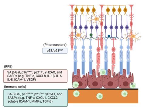 Antioxidants Free Full Text Oxidative Stress Induced Cellular