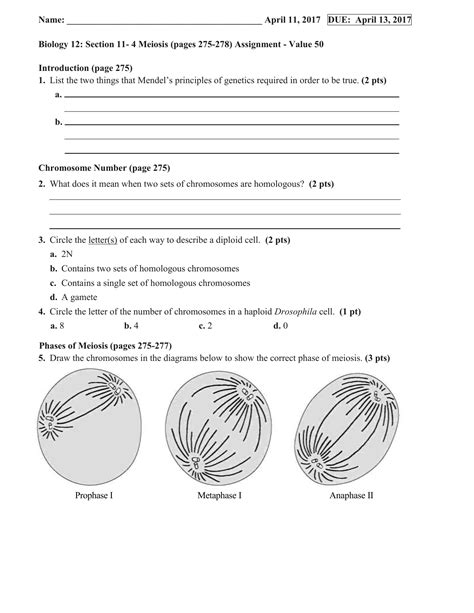 Section Meiosis Answer Sheet Solved Meiosis Worksheet A Cell Hot Sex Picture