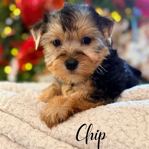 yorkie puppy male chip yorkie puppy male chip