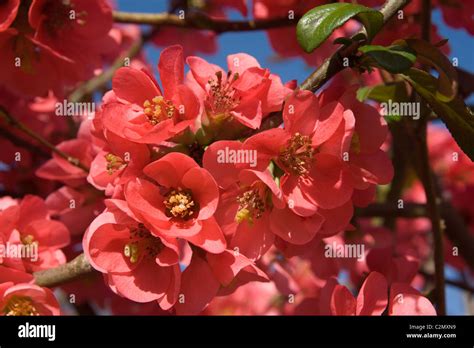 Cydonia japonica hi-res stock photography and images - Alamy