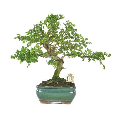 Bonsa Exclusif Ulmus Parvifolia Ans Orme De Chine Mistral Bonsai