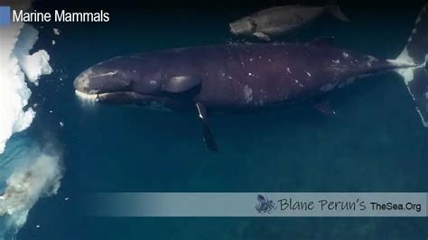 Bowhead Whale • Blane Perun's TheSea.Org