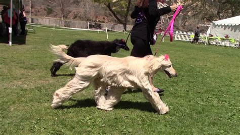 2018 Afghan Hound Rescue Parade - YouTube