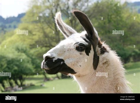 Lama Lama Glama Stock Photo Alamy