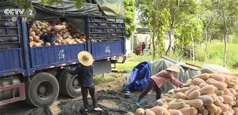 冬季菜篮子海南冬季瓜菜陆续上市 销往全国各地 西部网陕西新闻网